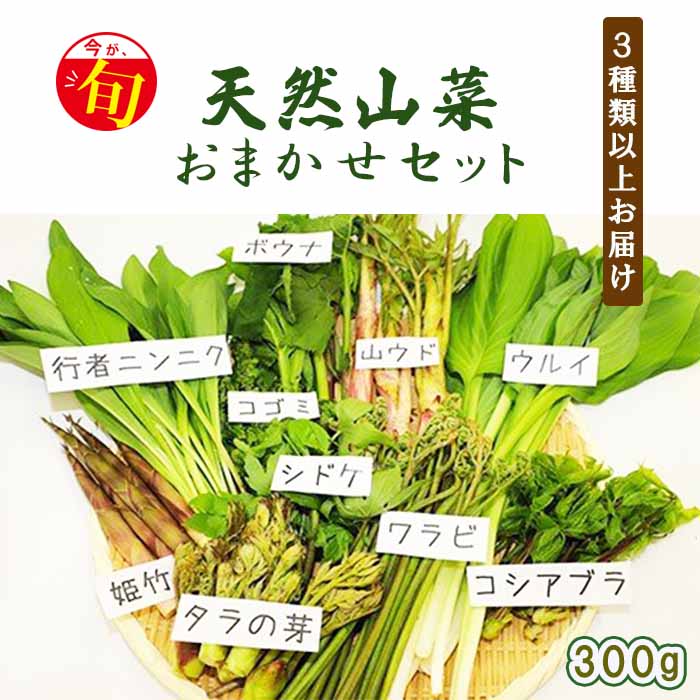 【ふるさと納税】 期間限定 天然山菜 食べ比べ セット 約 300g ／ じじちゃん 天ぷら 春 旬 山菜 こごみ しどけ ぼうな たらの芽 こしあぶらうど わらび うるい 姫竹 和え物 おひたし サラダ 天ぷら おかず 天然 グルメ 春の味覚 春の味 岩手県 八幡平市 産地直送 送料無料