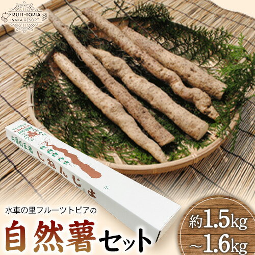 【ふるさと納税】【先行予約】 自然薯セット《11月中旬‐12月末頃出荷》水車の里フルーツトピア 岡山県矢掛町産 自然薯　野菜 自然生 山芋
