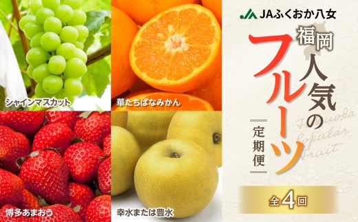 福岡人気のフルーツ定期便【全4回】ふるさと納税で人気のフルーツお届け便　JAふくおか八女からお届け！！ 梨 豊水 幸水 シャインマスカット みかん ミカン あまおう いちご 苺 イチゴ フルーツ 果物 くだもの 人気 旬 高糖度 甘い 福岡県産 アフター補償 数量限定 期間限定 産地直送 全4回 定期便 福岡県 八女市