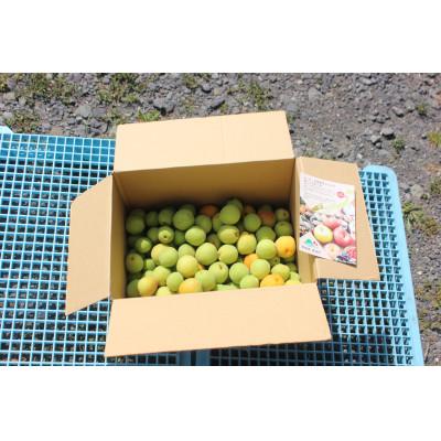 ふるさと納税 南部町 青森県南部町産　豊後梅 5kg