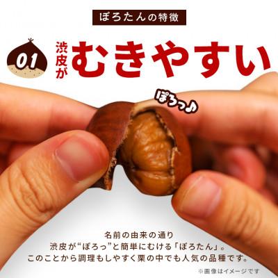 ふるさと納税 笠間市 【先行予約　2026年9月下旬以降発送】アカツファームのぽろたん(生栗)4L 1kg |  | 01
