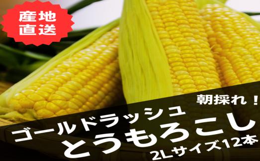 
            【2026年発送】朝採り黄色いとうもろこし12本入（計約4.2kg～）
          