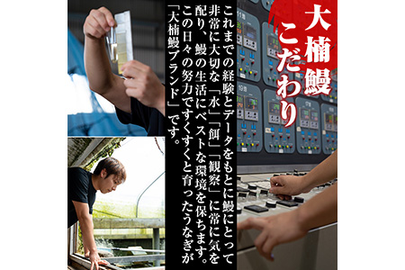 うなぎの大楠＜大＞2尾セット計300g(150g×2) うなぎ 鰻 ウナギ 2尾 国産 九州産 蒲焼き かばやき 冷凍 うな重 ひつまぶし タレ 山椒 真空パック ランキング 人気 a5-244