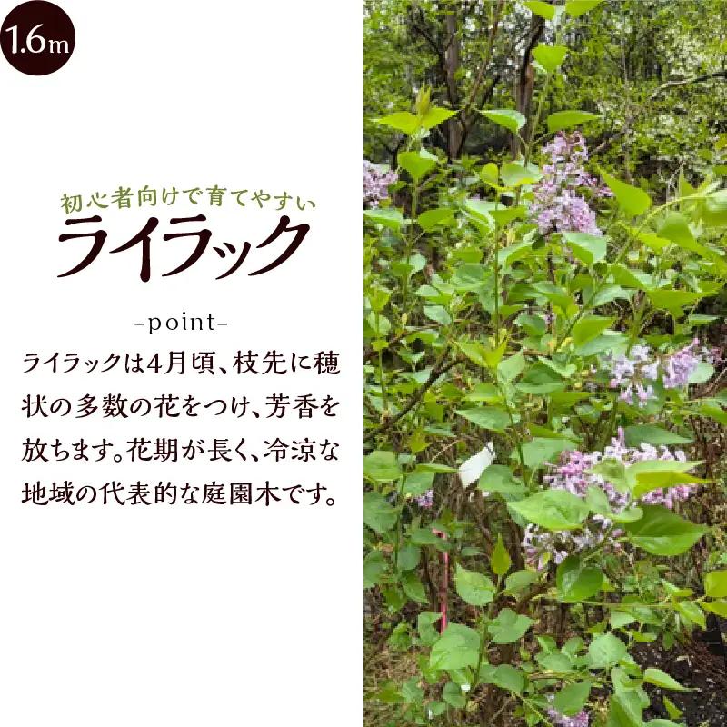 植木　ライラック　薄紫の花色　1.6ｍ