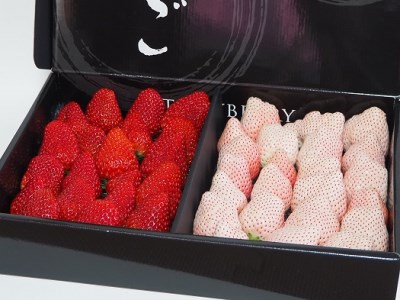 白いちご 紅ほっぺ いちご 苺 1260ｇ 白いちご