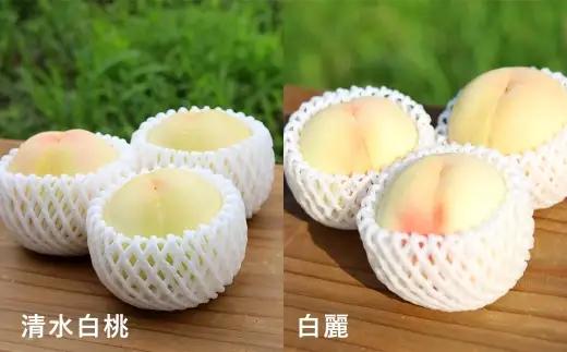 【 贈答用 】 旬のおかやま白桃 3玉 （ 約900g ） 桃 もも モモ 白桃 ピーチ フルーツ 果物 くだもの 果実 おやつ デザート スイーツ 岡山県産 国産 【 2026年7月上旬～8月下旬迄