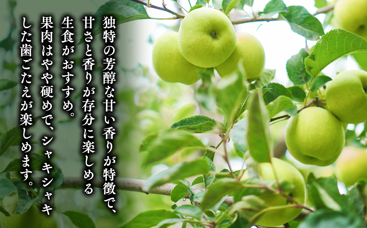≪令和8年産先行受付≫家庭用王林約3kg【青森県 平川市 山内ファーム】家庭用 平川市産 青森りんご りんご リンゴ 林檎 完熟 おうりん オウリン お取り寄せ 先行予約 果物 くだもの フルーツ 