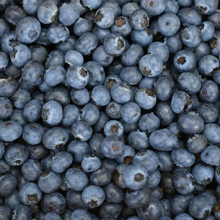 茨城県坂東市産 朝摘み完熟 採れたて生ブルーベリー 約500g No.721