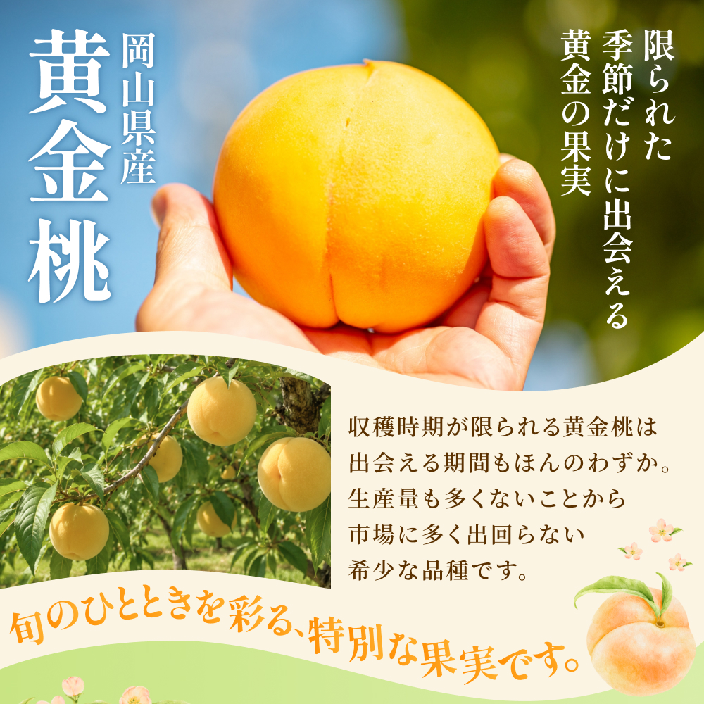 先行予約 岡山県産 黄金桃 3.8kg 化粧箱入り・贈答用 高級 おうごんとう 花田青果【2026年9月初旬～9月中旬まで順次発送予定】/ 桃 もも モモ 果物フルーツ 贈答品 贈り物 岡山県【hnd