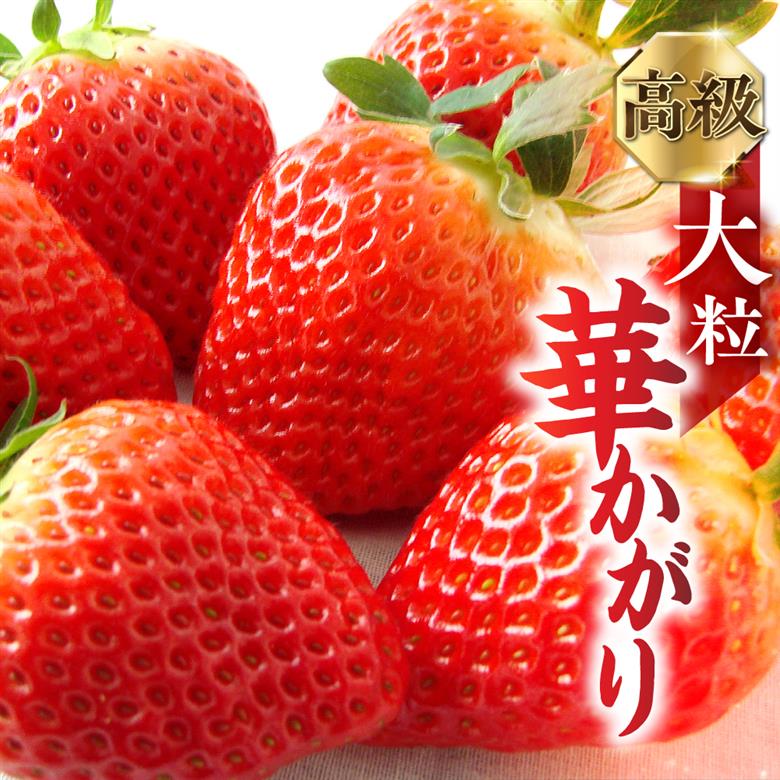[先行予約] 岐阜のおおきないちご「華かがり」12月上旬～3月下旬に配送｜苺 イチゴ 果物 フルーツ [0815]