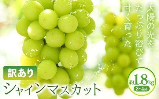 訳あり シャインマスカット 約1.8kg(2~4房) 株式会社日本植生グループ本社 NISSHOKU FARM《9月下旬-12月末頃出荷》葡萄 ブドウ ぶどう 浅口市 【配送不可地域あり】 (離島)