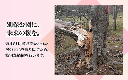 折れた桜を、希望の苗木に。「日本一遅い桜まつり」を次の世代へ満開の景色を繋ぎたい