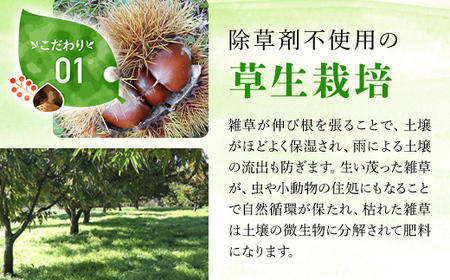 【先行予約10月下旬発送】秦栗園のあま～い氷蔵丹波栗 筑波2L 2㎏【第1回福知山市ええもん認定】【熟成】 FCAC012