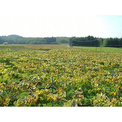 ふるさと納税 小坂町 【小坂七滝ワイナリー】フリーランワインセット(ロゼ・白)<2種×1本> |  | 02