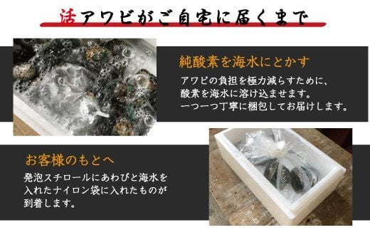 極上！紀州蝦夷鮑×3個 約160g　五つ星旅館にも出荷される極上アワビ＜配達日指定OK＞【riz103】