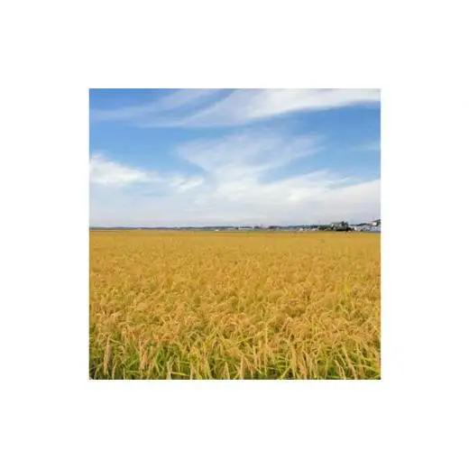 【 定期便 3回 】《 令和7年産 》千葉県産 コシヒカリ 20kg ／ 米 こめ コメ お米 おこめ コシヒカリ こしひかり 令和7年 白米 精米 ごはん 20kg 定期便 送料無料