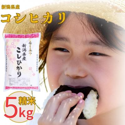 ふるさと納税 三条市 先行受付 新潟県産 コシヒカリ 5kg 令和8年産  [株式会社白熊] 【010S097】