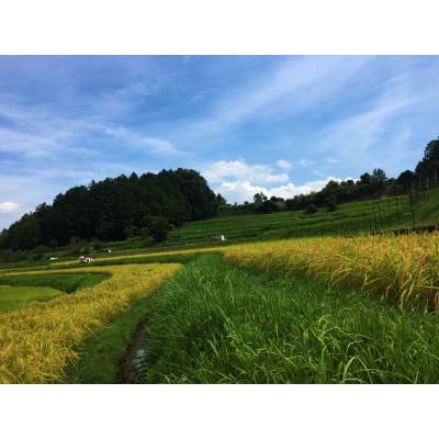 ふるさと納税 大津市 栽培期間中農薬・化学肥料不使用 白米粒が光る棚田米 滋賀県大津市産コシヒカリ玄米5kg