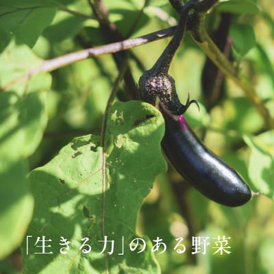 ふるさと納税 掛川市 【毎月定期便】しあわせ野菜畑の有機野菜　Mセット　(安心の有機JAS認証　オーガニック野菜)全3回 |  | 02