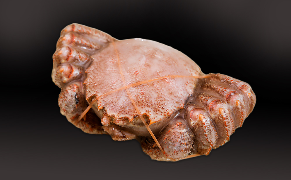 【大サイズ】北海道産 冷凍ボイル毛ガニ (700g-800g前後) 1尾  蟹 かに カニ 毛ガニ AS192