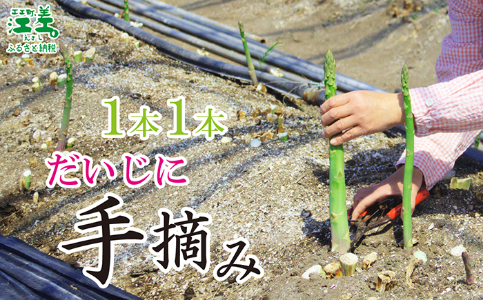 【夏芽 予約受付 6月中旬〜順次出荷】2025年 北海道江差町産 アスパラガス【S〜Mサイズ】 1kg　40〜50本　朝採り　農家直送　新鮮　鮮度保持　北海道　旬野菜　グリーンアスパラ　アスパラ　ギフ