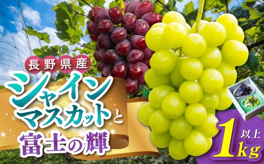【先行受付：2026年発送】松本市山辺産　シャインマスカット・富士の輝　各１房（１キロ以上） │ シャインマスカット クイーンルージュ® 富士の輝 ぶどう ブドウ 葡萄 フルーツ 果物 ふるさと納税 長野県 信州 松本市