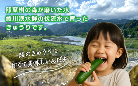 綾川の恵み「フレッシュ胡瓜（きゅうり）」5kg