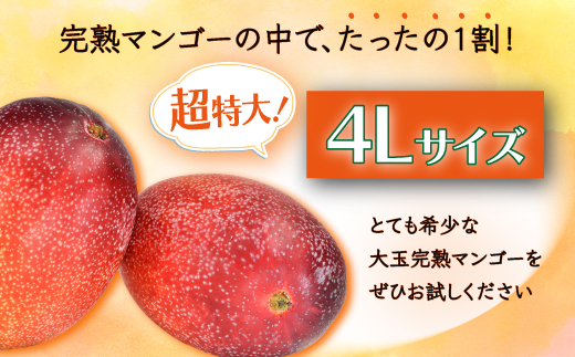 C-36 【生産者直送】濃厚完熟!まっちゃんマンゴー（大きめ4L×2玉）【2026年5月中旬頃から6月初旬発送】