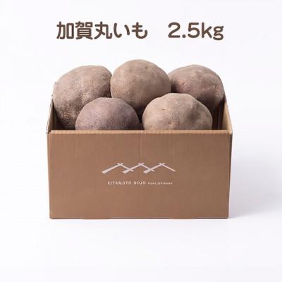 ふるさと納税 能美市 加賀伝統野菜!令和8年度産　加賀丸いも　2.5kg