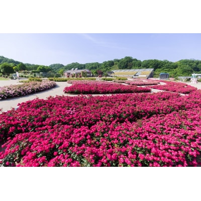 ぎふワールド・ローズガーデン ペア入園券+食事券セット