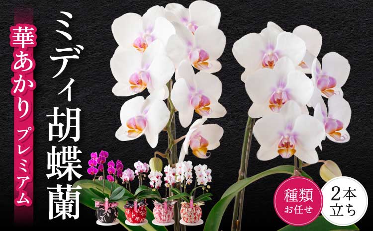 胡蝶蘭 熊本県産 ミディ胡蝶蘭 華あかり プレミアム 2本立ち 蘭 ラン 洋蘭 ミディサイズ 観賞用 贈答用 和モダン インテリア 植物 コチョウラン ランダム 花