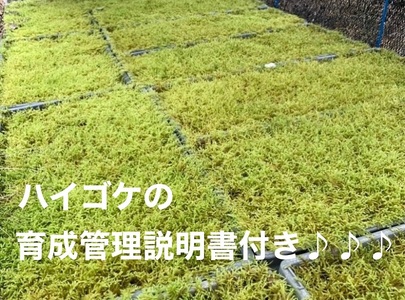 ハイゴケ（育苗トレー入り）2枚 【苔テラリウム】 こけ コケ 牧之原市 静岡県