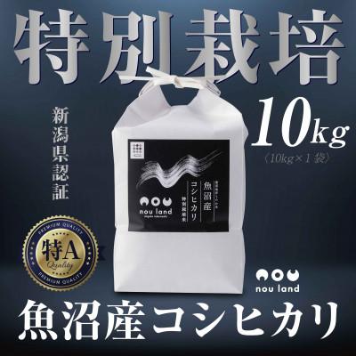 ふるさと納税 十日町市 【令和7年産 新米予約】 魚沼産 コシヒカリ 特別栽培米 10kg ×1袋  十日町市 のうランド