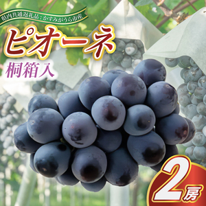 ピオーネ 桐箱入り 2房 ＜2026年7月より順次発送予定＞ (県内共通返礼品:かすみがうら市産)  ギフト 贈答 フルーツ 果物 くだもの ぶどう ブドウ 葡萄 甘い 新鮮 季節限定 秋 期間限定 旬 旬の果物 季節の果物 茨城 (BR101)