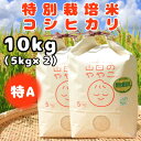 【ふるさと納税】令和6年産『山田のややこ』特別栽培米コシヒカリ(精米)10kg(5kg×2袋)【配送不可地域：離島・沖縄県】【1430877】