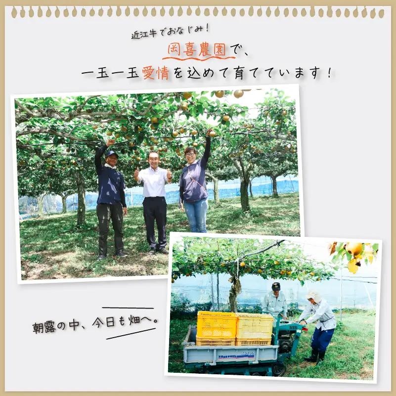 【期間限定】 梨  5kg 品種 おまかせ 8月下旬～9月下旬発送 岡喜農園 令和8年産 数量限定 なし ナシ 幸水 豊水 2026年産 フルーツ 果実 くだもの