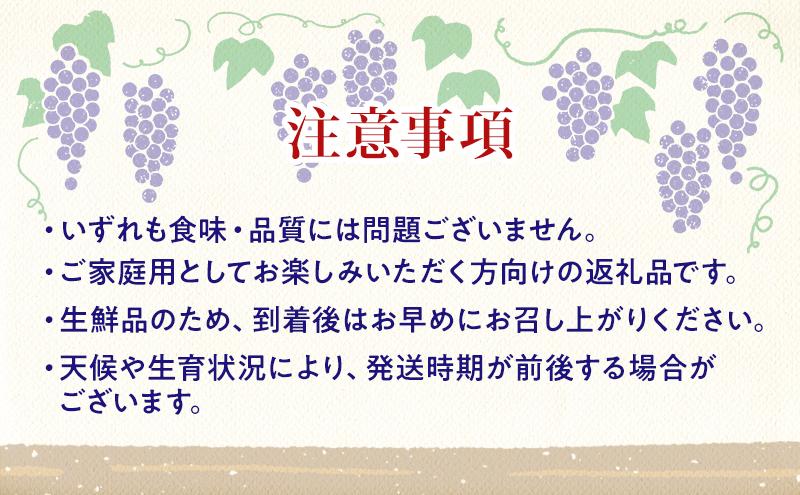 【★先行予約】【訳あり】長野県産ナガノパープル 約400～500g×4房 見た目にワケあり 味はそのまま 一粒が大きい 果物 旬のフルーツ 長野県 上田 信州