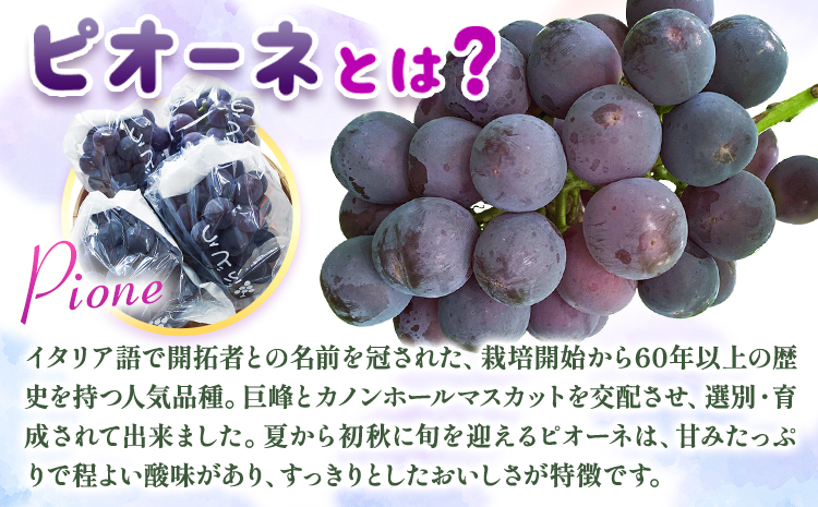【先行】紀州和歌山産 ピオーネ先行2kg 3房-5房 魚鶴商店 《8月下旬-9月上旬頃出荷》 和歌山県 日高町 フルーツ ぶどう 巨峰 2kg 和歌山県産 送料無料---wsh_cuot57_8g9j