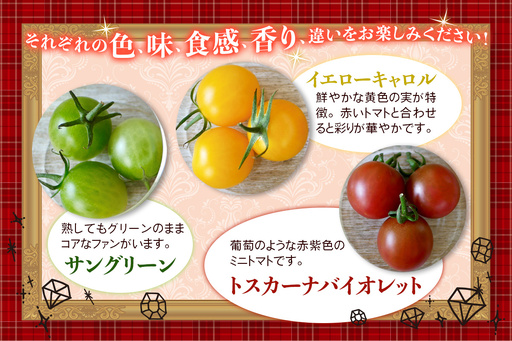 カラフルトマト 箱入り 5品種詰め合わせ 750g ひと口食べたらくせになる！｜ミックス 甘い プレゼント 贈り物 ギフト [1041]
