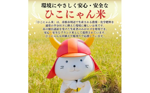 令和8年産 新米 コシヒカリ 白米 5kg ひこにゃん米 米 コメ お米 5キロ 米5kg ご飯 ごはん こしひかり おにぎり お弁当 滋賀 彦根
