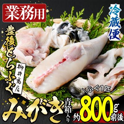 ふるさと納税 佐伯市 <業務用>豊後とらふぐ 1匹 青箱入 (約800g前後)