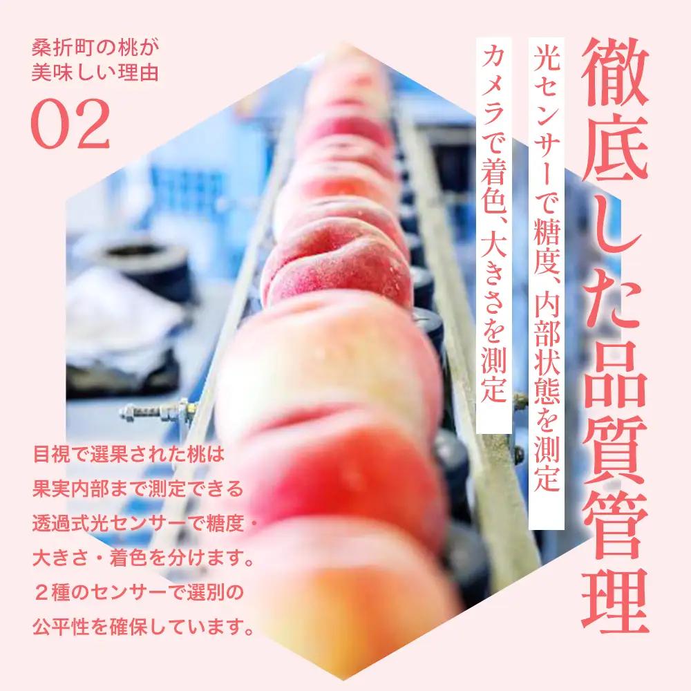 もも【さくら白桃・2026年産】特秀　3kg　桑折町産　JAふくしま未来　桃　献上桃の郷　【07301-0171】