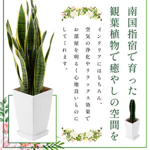 【観葉植物】ドラセナ・コンパクター40cm～60cm(Green Base/014-1439)南国鹿児島県で育った 観葉植物！植物 鉢付 インテリア 室内 オフィス おしゃれ プレゼント ギフト 開店