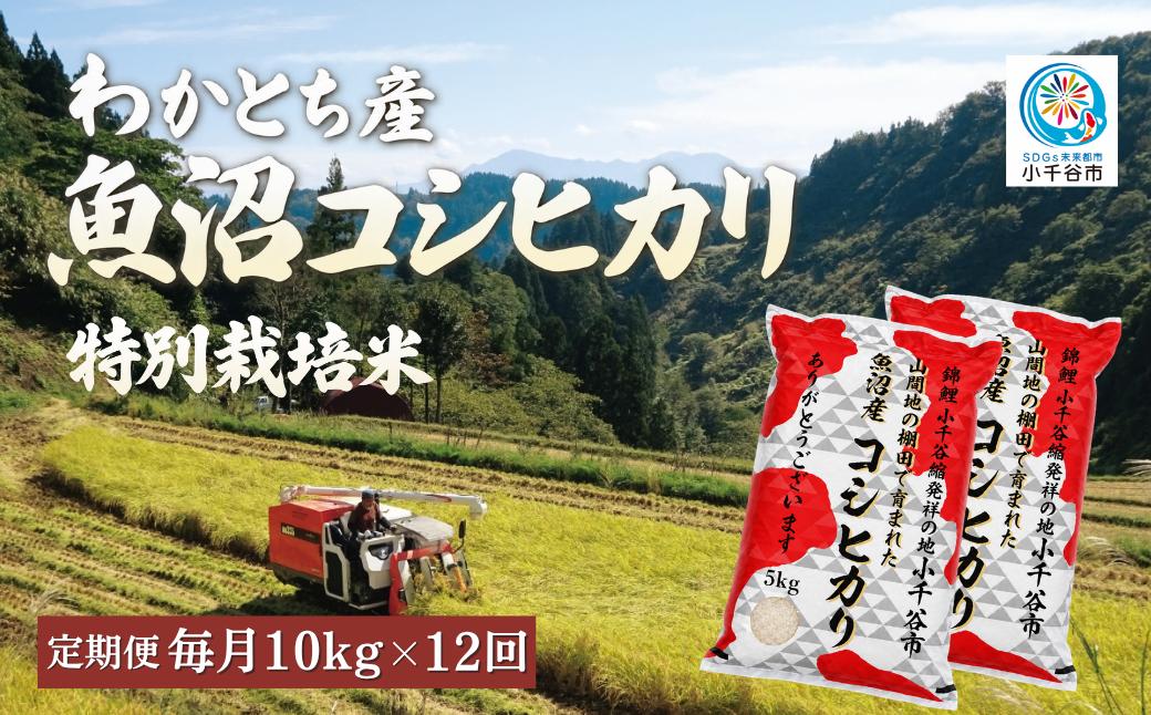 
                  【12か月定期便 魚沼産コシヒカリ 錦鯉デザイン】令和8年産 新米 コシヒカリ 特別栽培米 棚田米 精米 合計120kg（10kg×毎月お届け全12回） 錦鯉発祥の地・小千谷 | 魚沼産こしひかり 魚沼コシヒカリ 新潟県産コシヒカリ 新潟産コシヒカリ 錦鯉 縁起物 内祝い お米 米 白米 新潟県 小千谷市 【0002-WA08DB00】
                