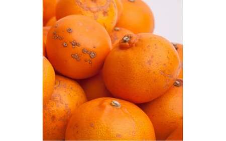 ＜2月より発送＞家庭用 せとか1kg+250g（傷み補償分）【柑橘・春みかんの王様】【わけあり・訳あり】【光センサー選果・食べ頃出荷】【ikd126C】