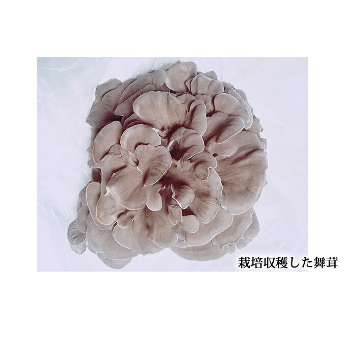 【ふるさと納税】あすかの恵　舞茸【原木菌（ほだ木）】6本セット 雑貨 日用品 　お届け：2026年6月15日～2026年6月30日