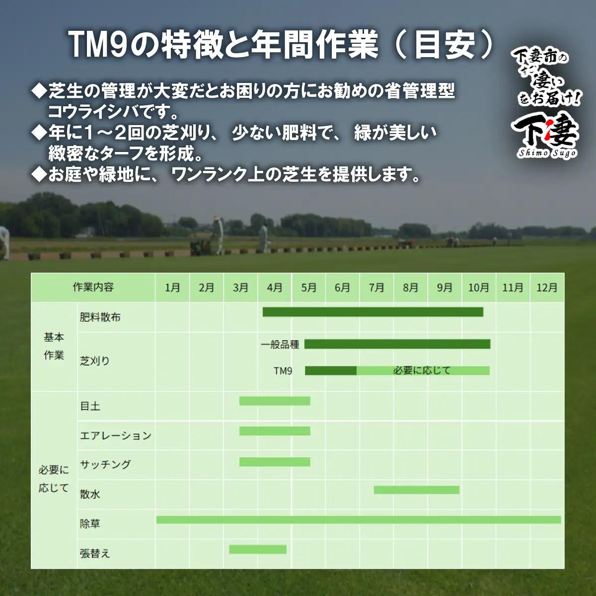 【先行予約】2㎡分 省管理型プレミアム高麗芝 「TM9（芝生）」コウライシバ ティーエムナイン 【2027年3月下旬頃から出荷予定】