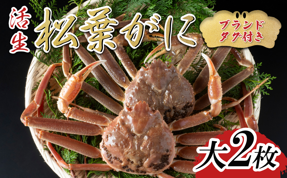 【活生】ブランドタグ付き松葉ガニ 大 2枚 2026年11月～順次発送｜鳥取 岩美 松葉がに かに【22050】
