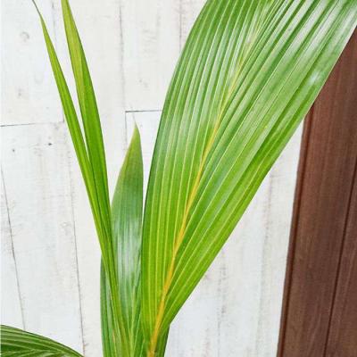 ふるさと納税 糸島市 ココヤシ糸島市/cocoha[AWB012]観葉植物グリーンインテリア |  | 03