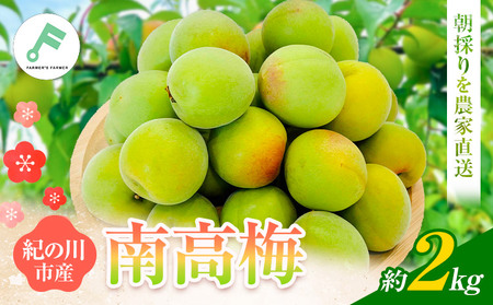 梅 紀州南高梅 2kg FARMER'S FARMER《6月上旬-7月中旬頃出荷》和歌山県 紀の川市 うめ 南高梅 青梅 紀の川市産